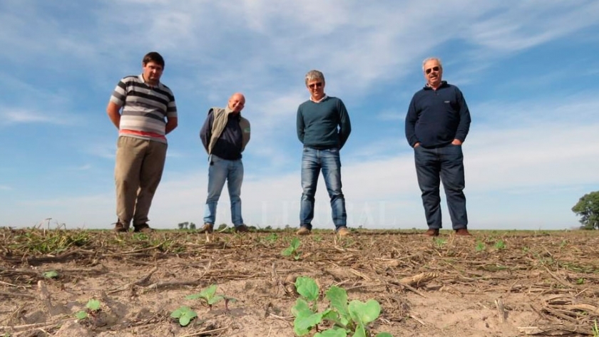 Carinata: la prima bonita del nabo