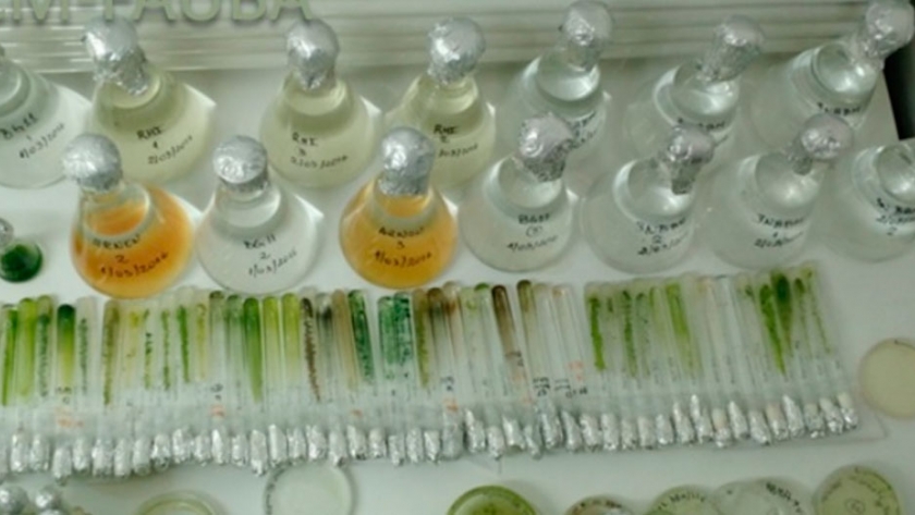 La FAUBA formalizó una Colección de Cultivos de Microalgas