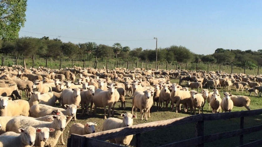 Celebran posibilidad de incursionar en el mercado de Catar con carne ovina paraguaya