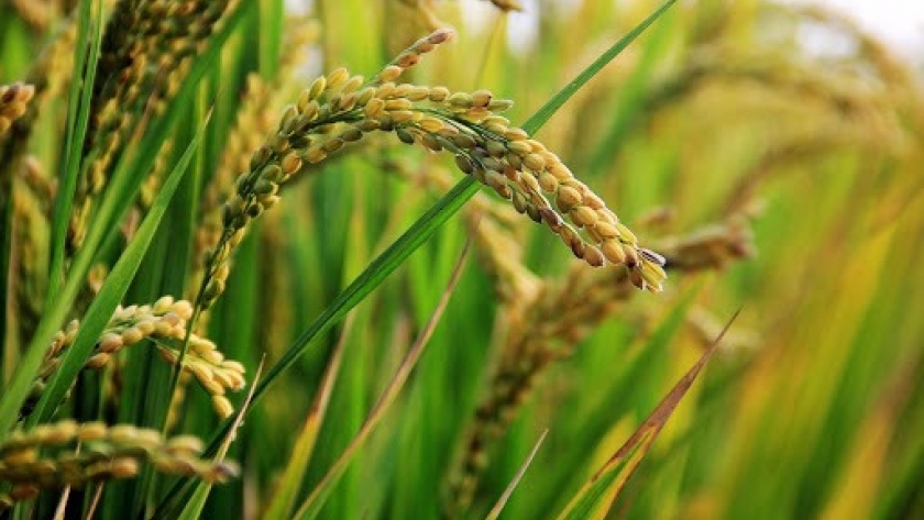 En Entre Ríos, crecería un 25 % la producción de arroz