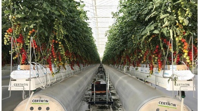 Una startup recaudó US$ 50 millones para producir tomates en el desierto