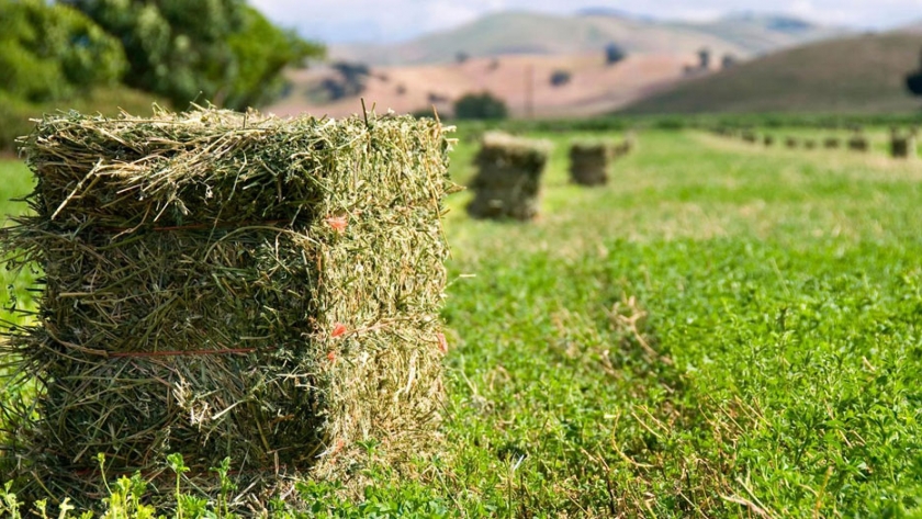 Puerto Buenos Aires exportó alfalfa santiagueña a Arabia Saudita