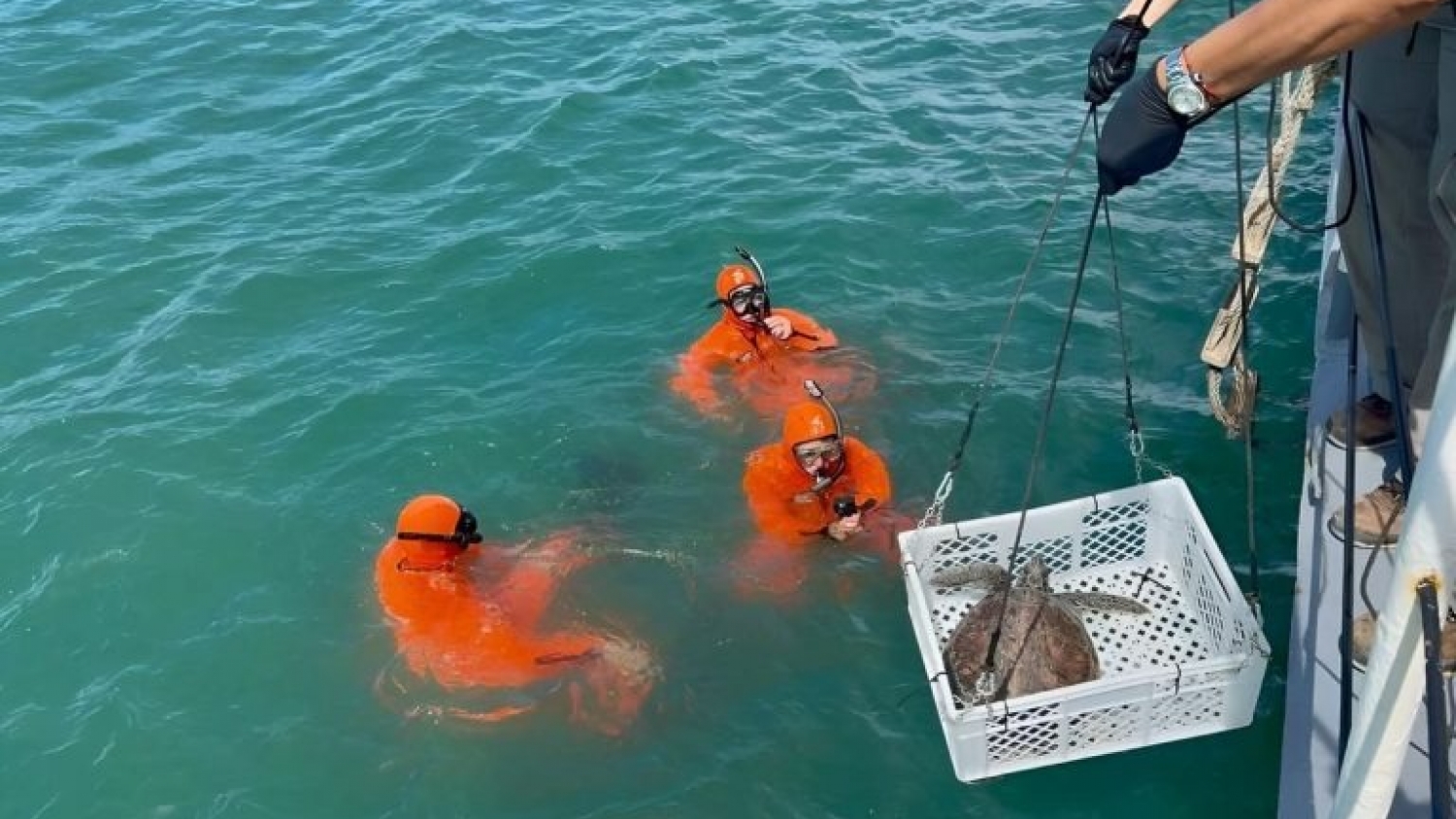 “Ramona” volvió al mar: restituyen una tortuga verde rehabilitada tras varar en el Río de la Plata