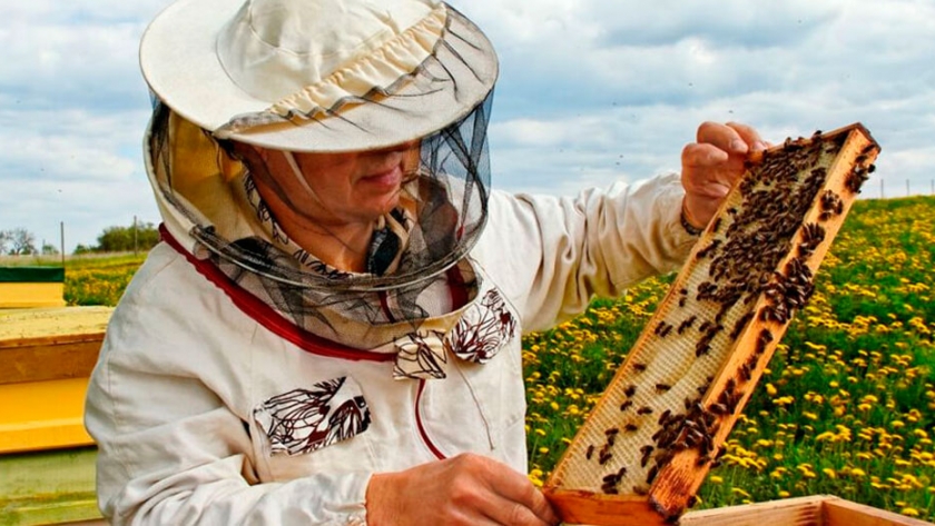 Abren un curso gratuito para aprender sobre apicultura sustentable