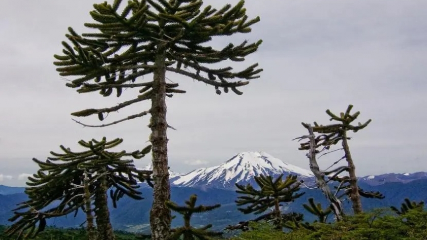 Un estudio evidencia la relación entre los procesos reproductivos de las araucarias y fenómenos climáticos oscilatorios de grandes escalas