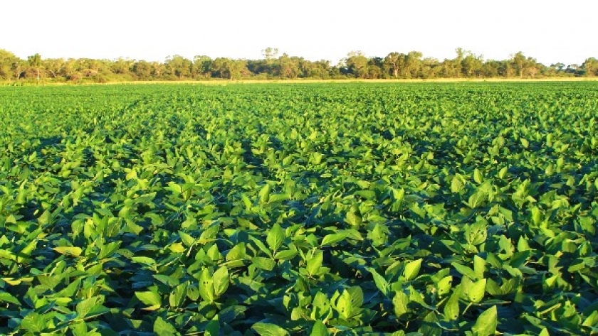Aumentó 5% la superficie asignada a la soja en la zona de Bahía Blanca