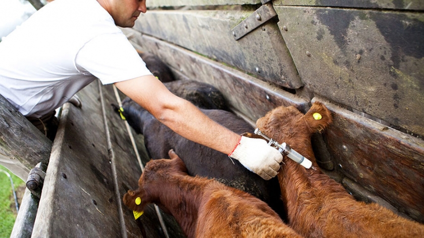 En Formosa se lleva vacunado contra la aftosa al 98% del ganado bovino