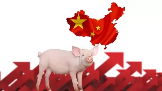 China recupera su stock porcino