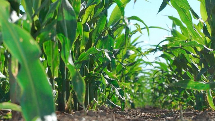 Maíz de primera: el rinde promedio oscilaría entre 5.500 a 6.000 Kg/ha