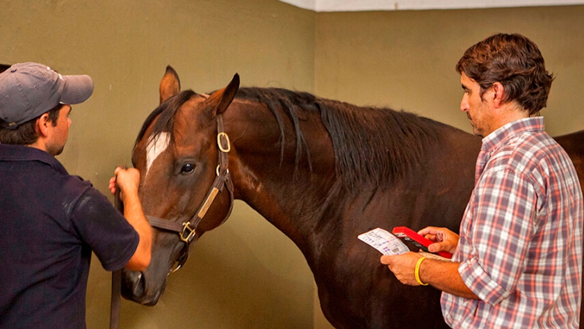 Anemia Infecciosa Equina: la importancia de detectarla