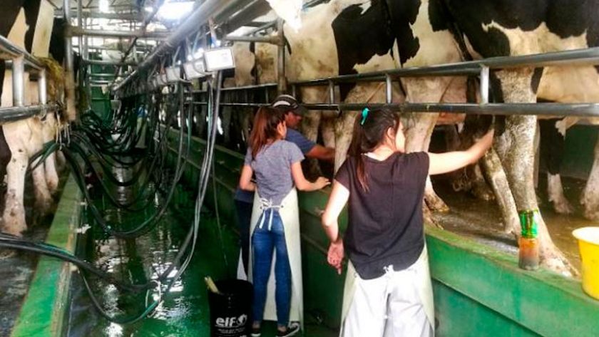 Argentina cierra el 2020 como el país donde más creció la producción de leche