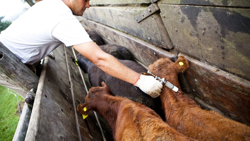 Preocupación ganadera: Federación Agraria advirtió por la suba de precio de la vacuna antiaftosa