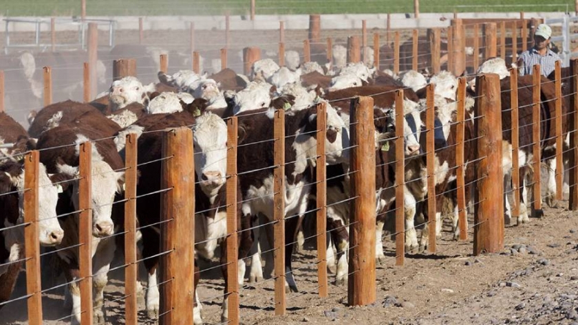 Principios básicos de nutrición bovina según Aníbal Fernández Mayer