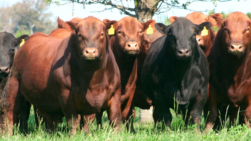 Toros: claves a considerar al adquirir nuevos ejemplares 