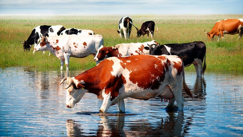 Agua: ¿por qué es tan importante controlar los niveles de arsénico y flúor?