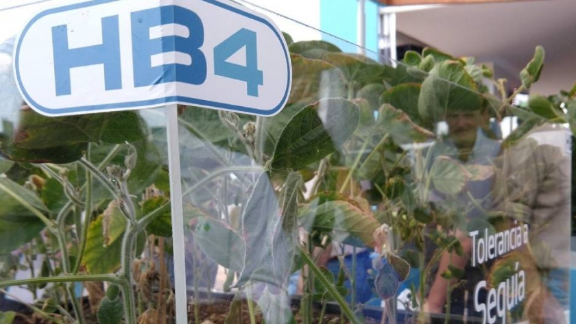 Soja: la inteligencia artificial llega a Bioceres