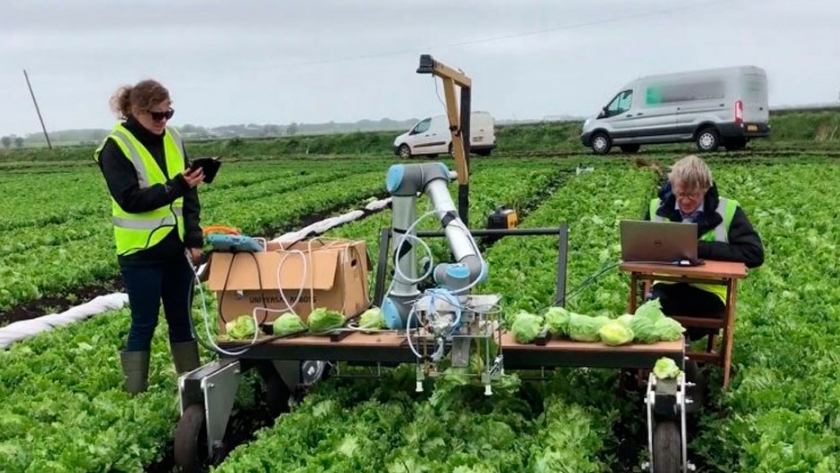Vegebot, el robot entrenado  capaz de recolectar lechugas