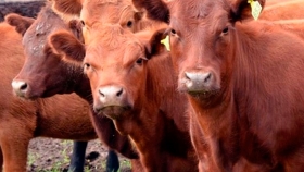 Carnes: Los productores van a retener y el Gobierno va a intervenir