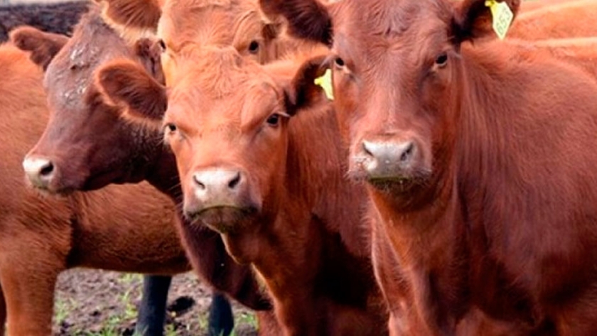 Carnes: Los productores van a retener y el Gobierno va a intervenir