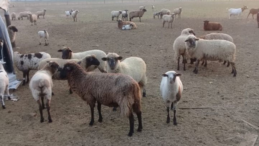 Mejora genética animal: producción constató primeros nacimientos ovinos a partir de reproductores raza Santa Inés