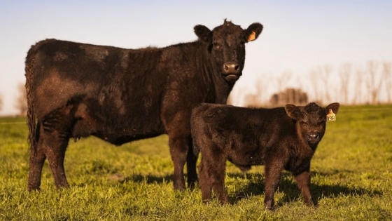 Suplementación de vacas en lactancia: qué reveló un ensayo del INTA