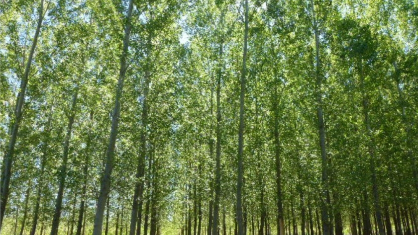 El desafío del cambio climático para las cortinas forestales