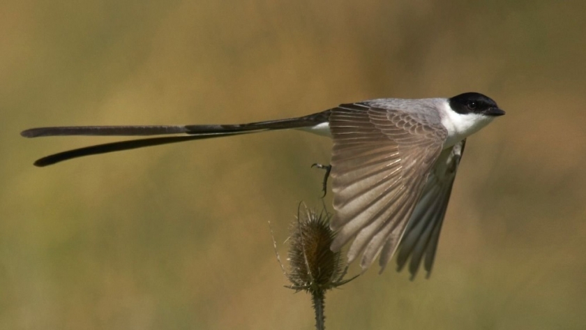 La Pampa celebró el Día Mundial de las aves migratorias