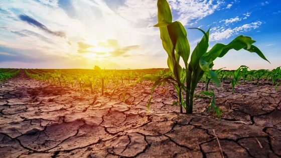 La Niña amenaza los cultivos: Se vienen días de pocas lluvias y altas temperaturas