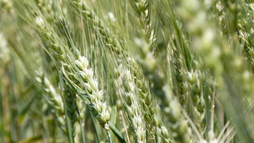 Trigo: cómo lograr mejores rindes con una buena nutrición