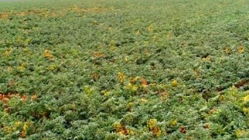 Salta tiene la mayor producción de legumbres del país