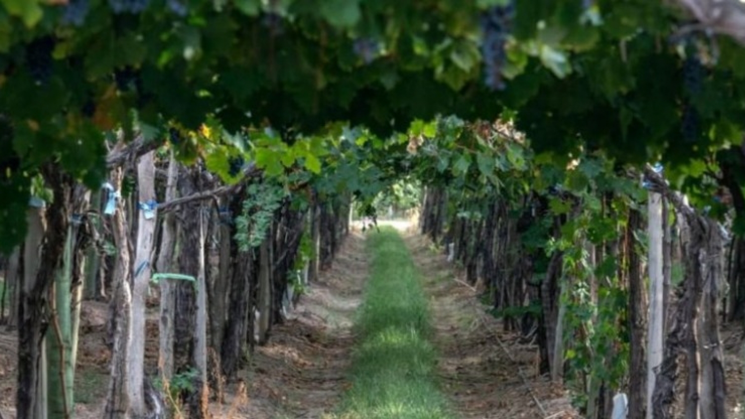 Reforma histórica en el vino argentino: eliminan más de 900 normas y redefinen el rol del INV