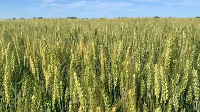 Creció un 10 % la superficie de trigo con muy buenos rendimientos, mientras que la soja avanza a ritmo lento