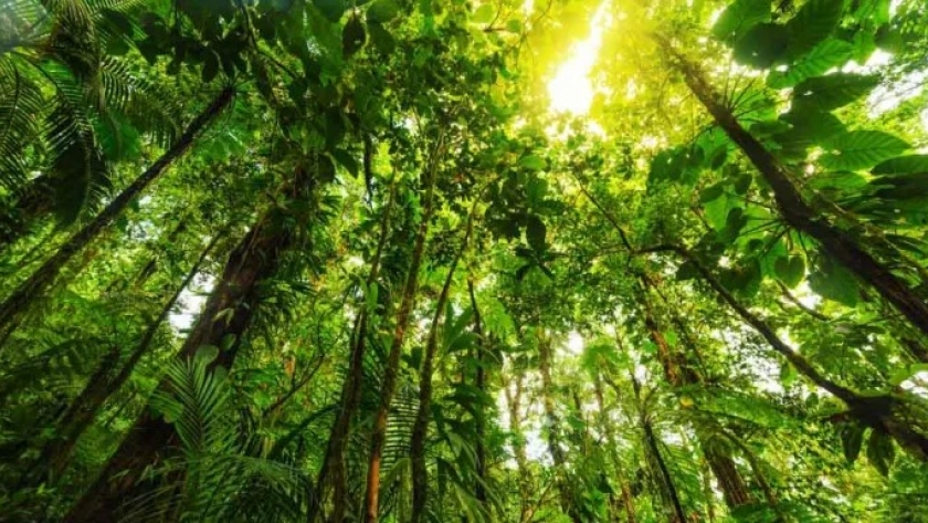 Convertir el combustible fósil a Carbono y Eco Neutral