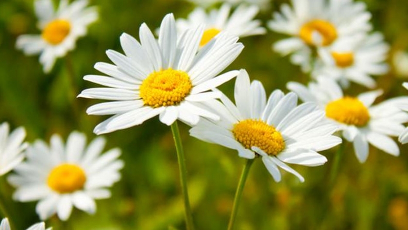 Alemania: praderas con flores silvestres en lugar de césped