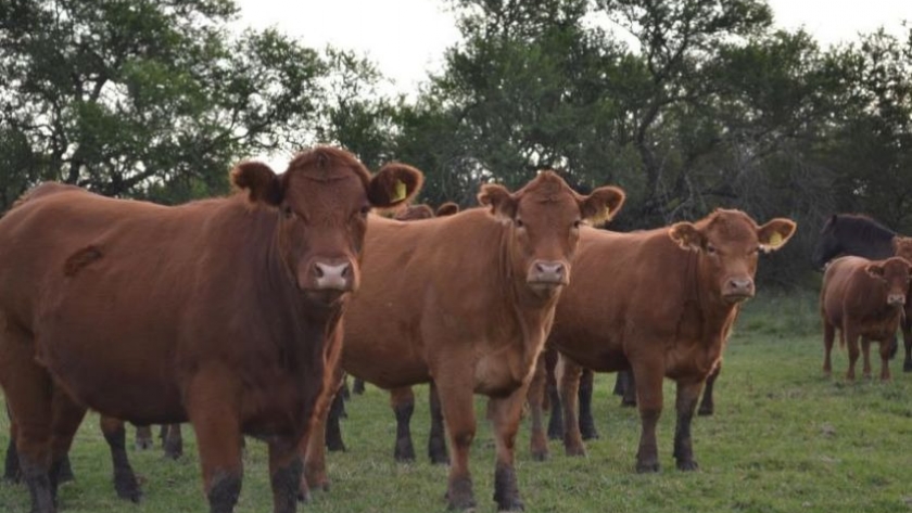 Intensificación del sistema ganadero bovino y aplicación de tecnología de alto impacto al norte de Santa Fe
