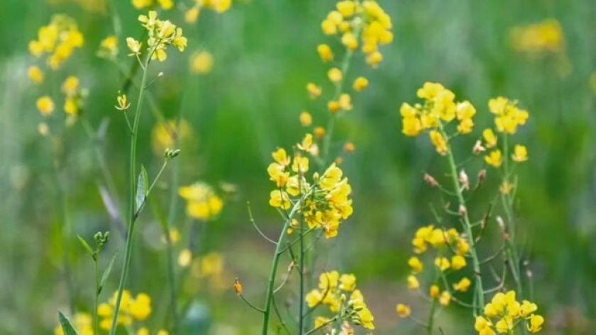 Mostaza (Sinapis alba): la planta aromática que no puede faltar en tu huerta