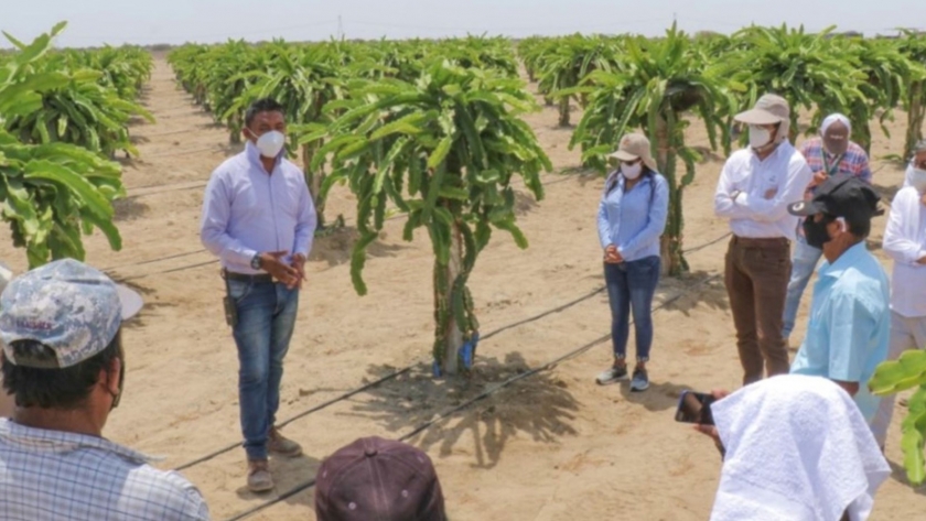 Pequeños productores de Olmos se capacitan en cultivo y comercio de pitahaya