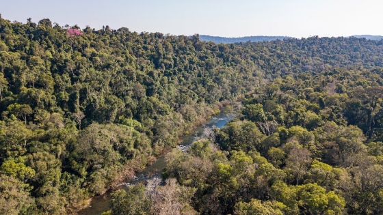 El latido fragmentado: la Selva Paranaense perdió 130 mil hectáreas y sufre un quiebre invisible