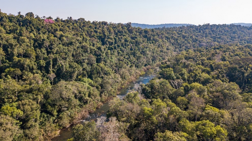 El latido fragmentado: la Selva Paranaense perdió 130 mil hectáreas y sufre un quiebre invisible