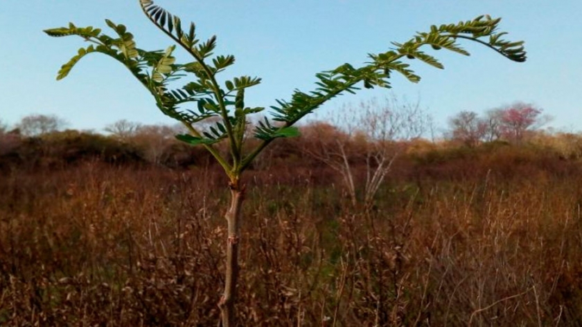 Yvyrá-pytá, un árbol con potencial para la restauración de bosques nativos
