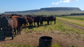 En Balcarce engordan bovinos con un sistema Voisin que no es Voisin: Rotación intensiva, pero con pasturas implantadas y fertilizantes