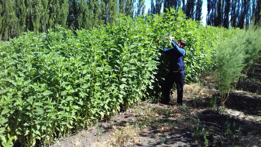 El Gobierno Provincial dicta taller sobre buenas prácticas agrícolas obligatorias en Sarmiento