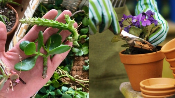 Cómo hacer “hijitos” de tus propias plantas