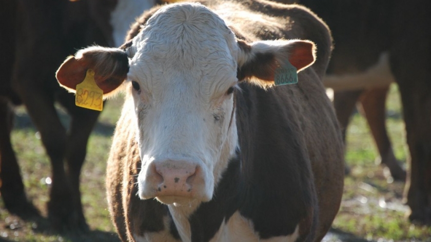 Primer Congreso Internacional del Virus de la Diarrea Viral Bovina (VDVB)