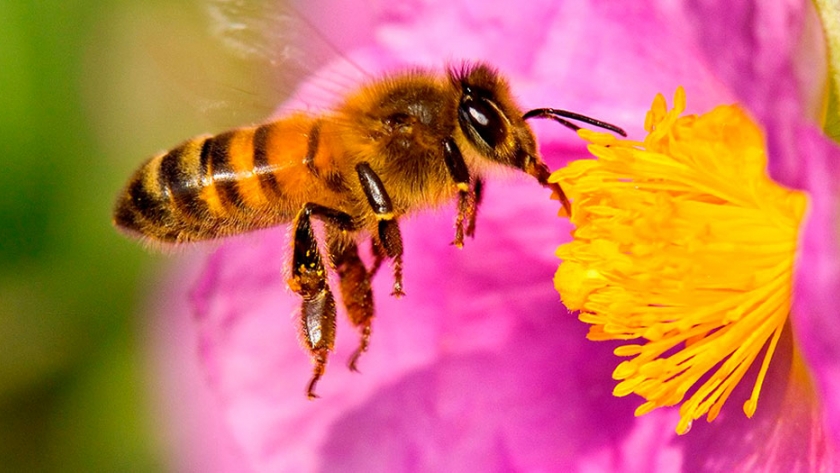 Declararon a las abejas como el animal más importante de la tierra