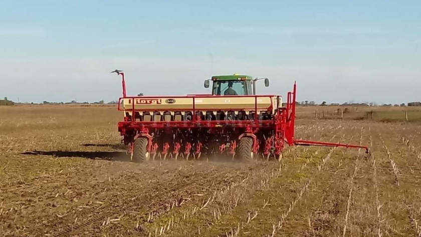 Estiman que la siembra de trigo disminuirá 4% en áreas de bolsa bahiense