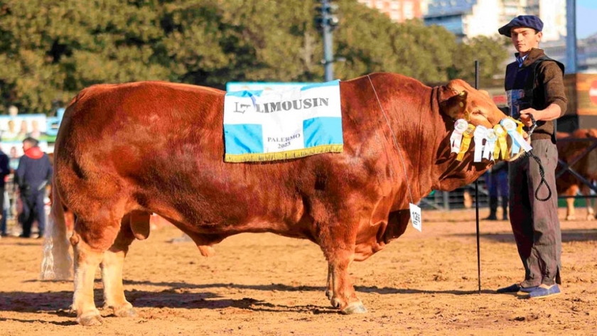Reconocimiento mundial para un toro argentino de la raza Limousin