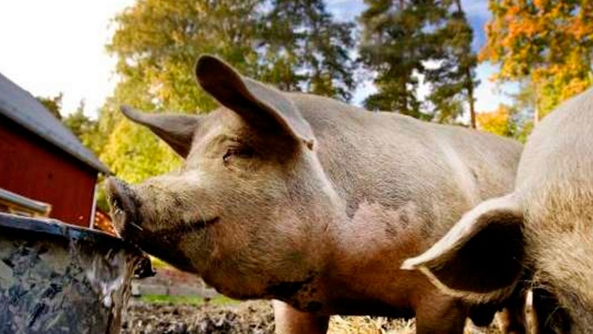 Se realizó la entrega de los reconocimientos Agroemprende Formosa 2017