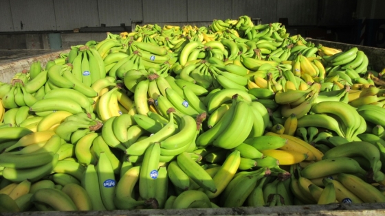 <En Salta, impulsan la producción de banana para posicionarla en el mercado nacional