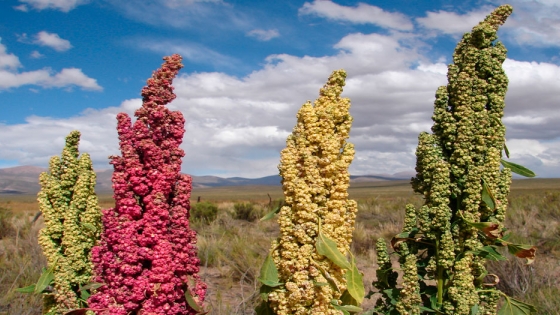 Acuerdo para el desarrollo de cultivos andinos en Antofagasta